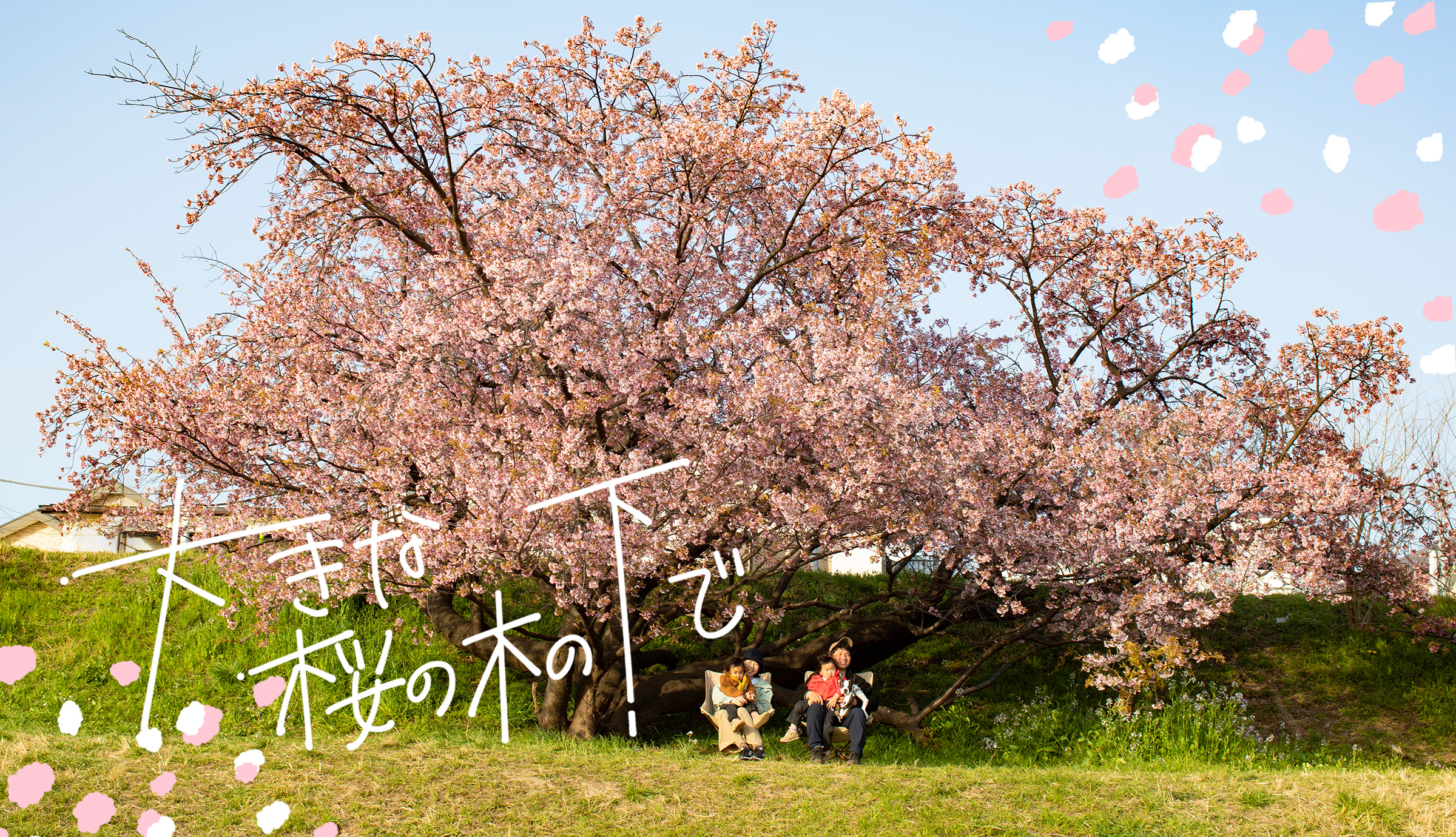 大きな桜の木の下で