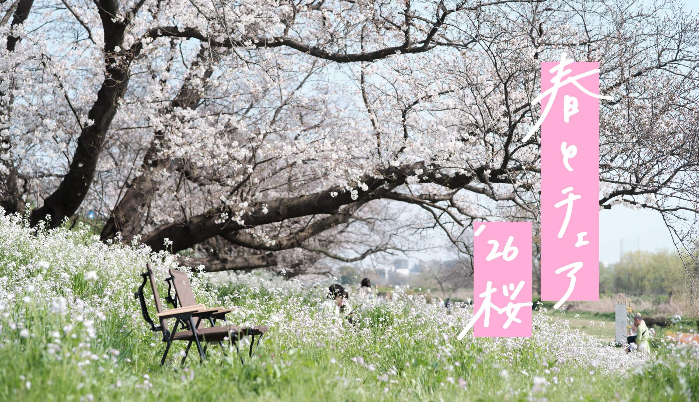 春とチェア ’26桜
