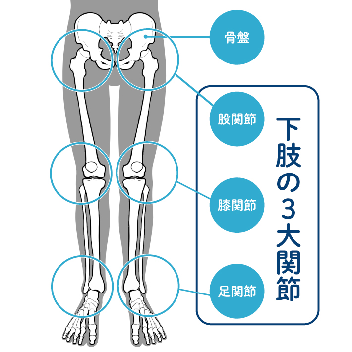 歩くために大切なのは、骨盤と下肢3大関節の安定