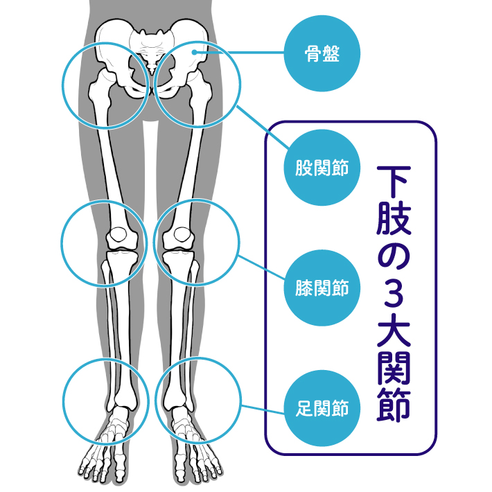 歩くために大切なのは、骨盤と下肢3大関節の安定